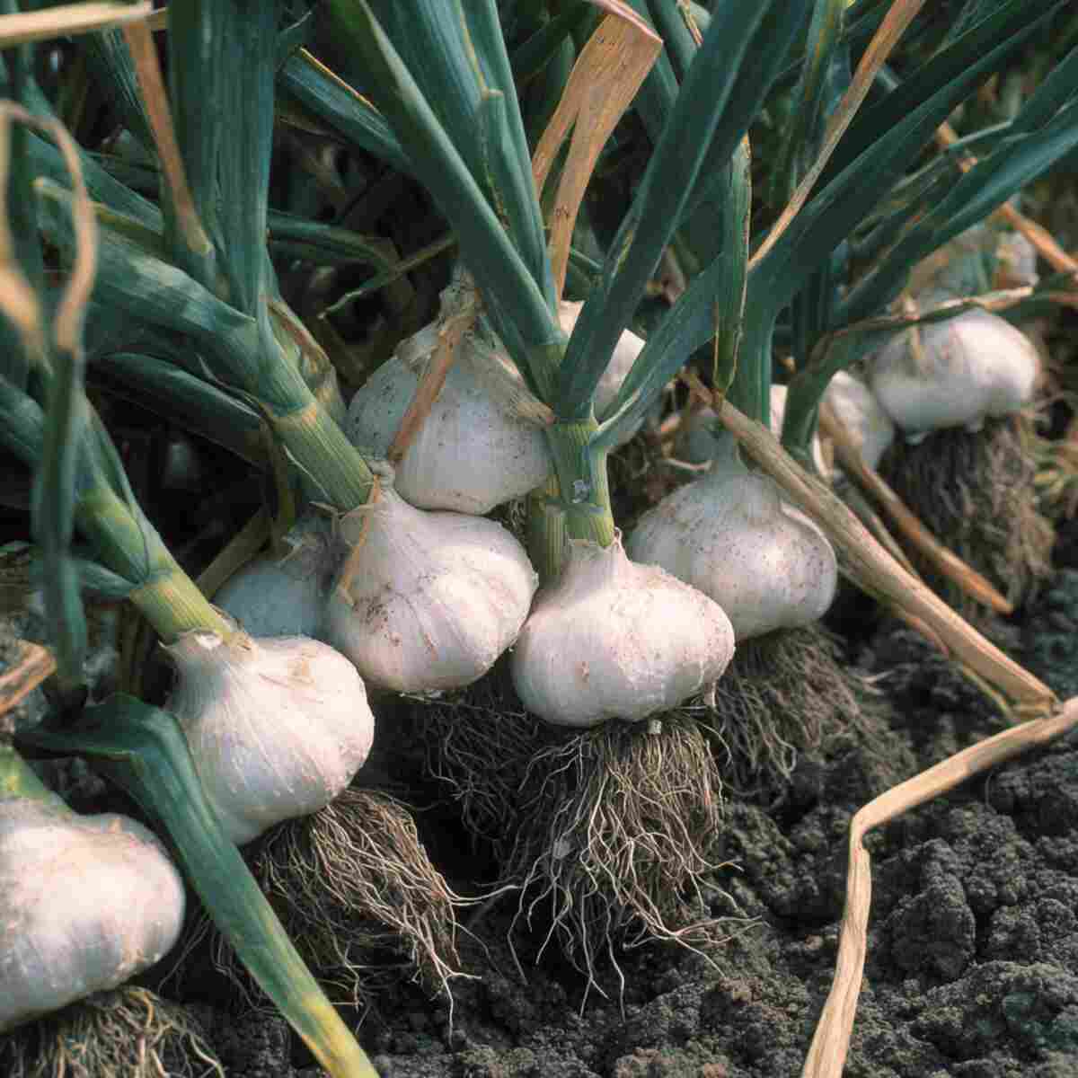 Onion and Garlic Sulfur-Rich Fertilizer
