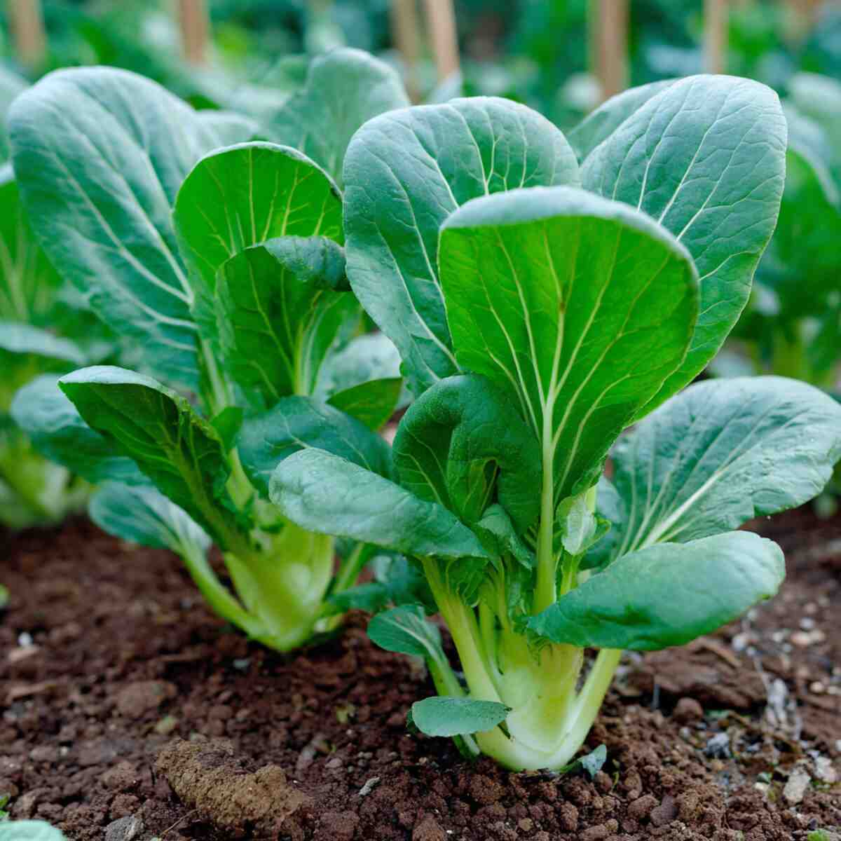 Pak Choi