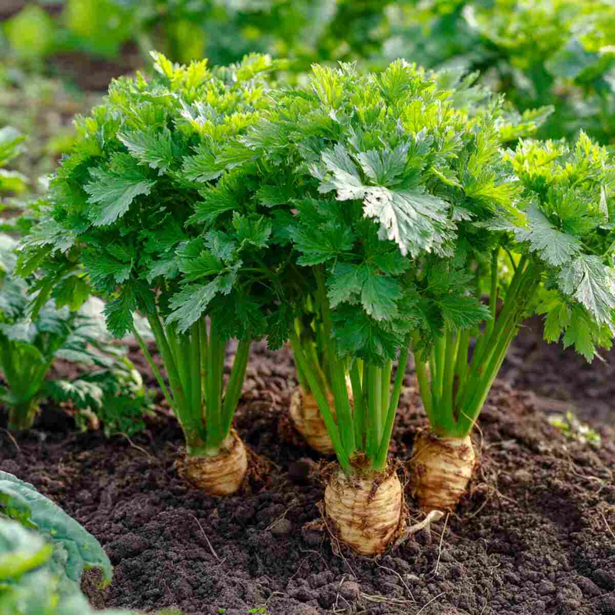 Parsnips
