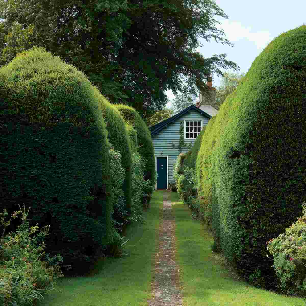 Yew Hedges