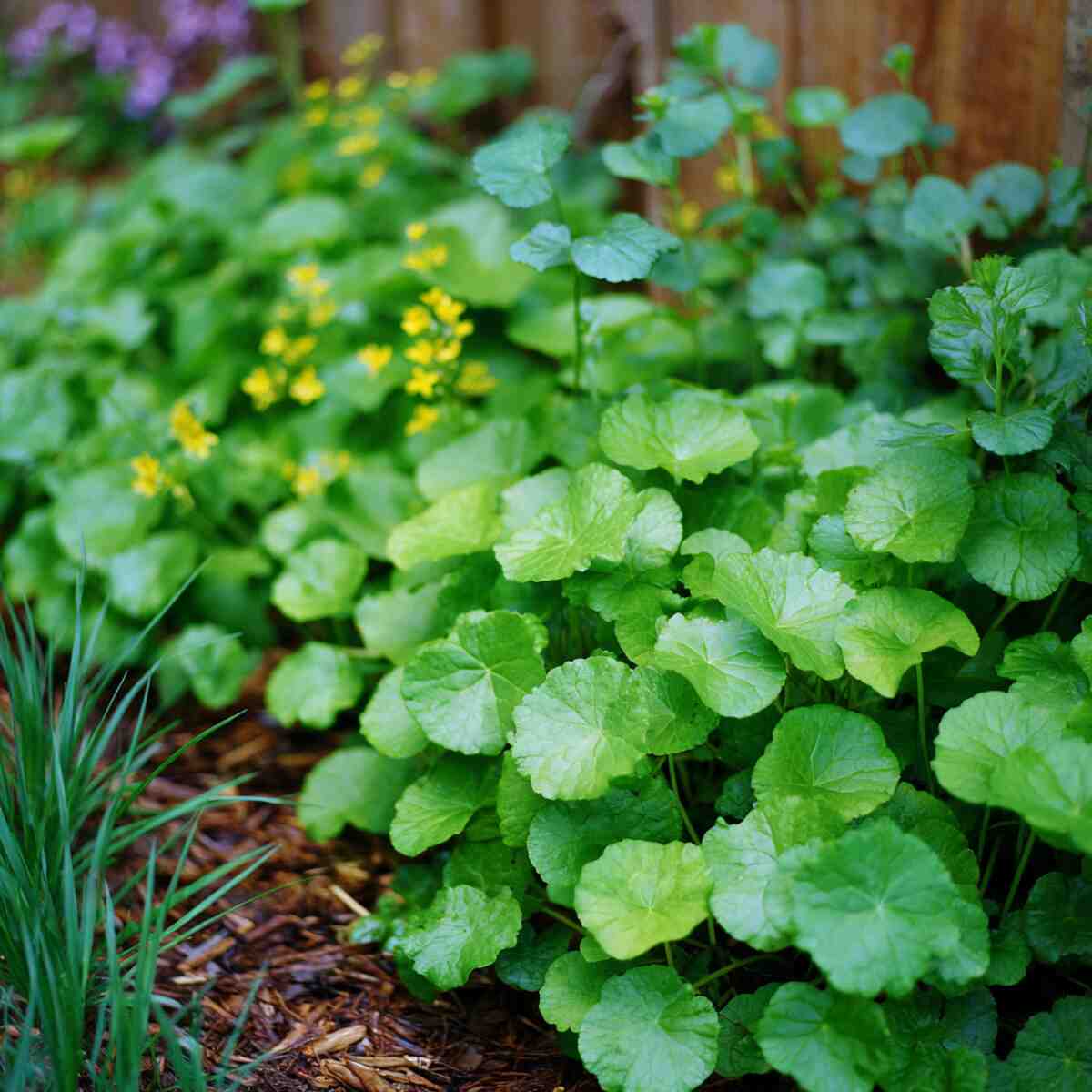 Gotu Kola
