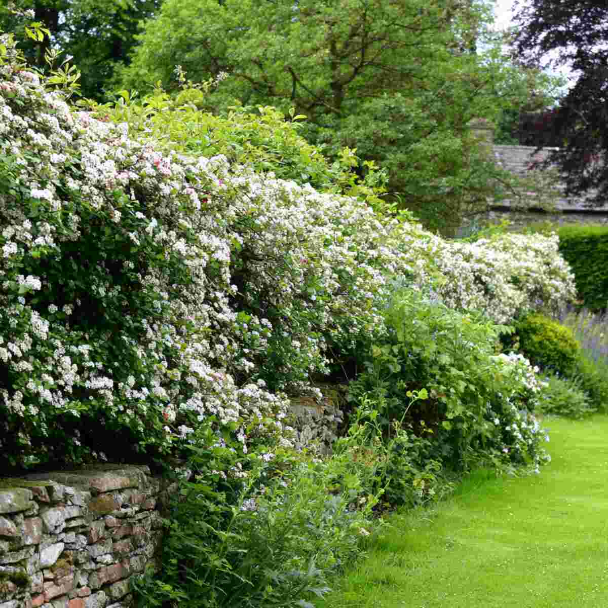 Hawthorn Hedgerows
