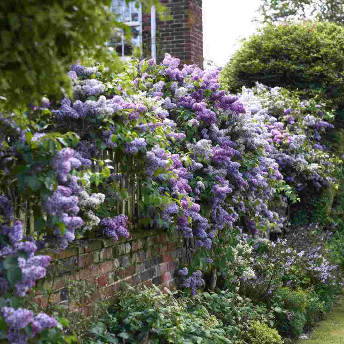 Lilac Borders