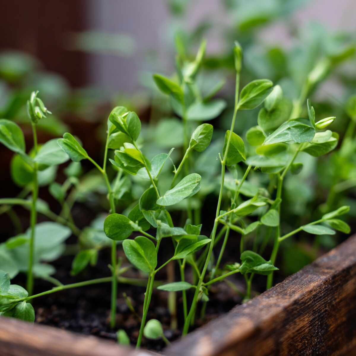 Pea Shoots