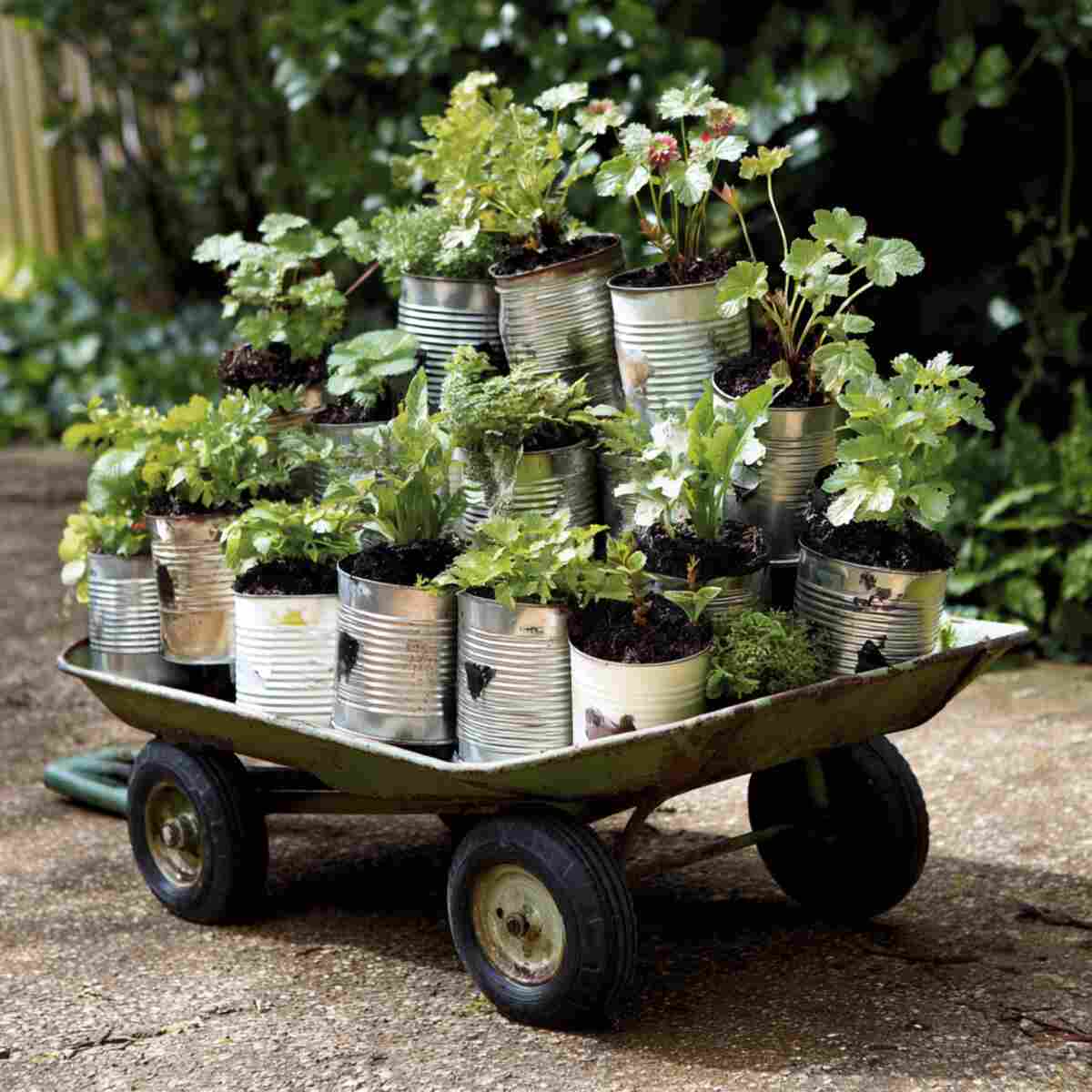 Tin Can Planters Arranged in a Wheelbarrow