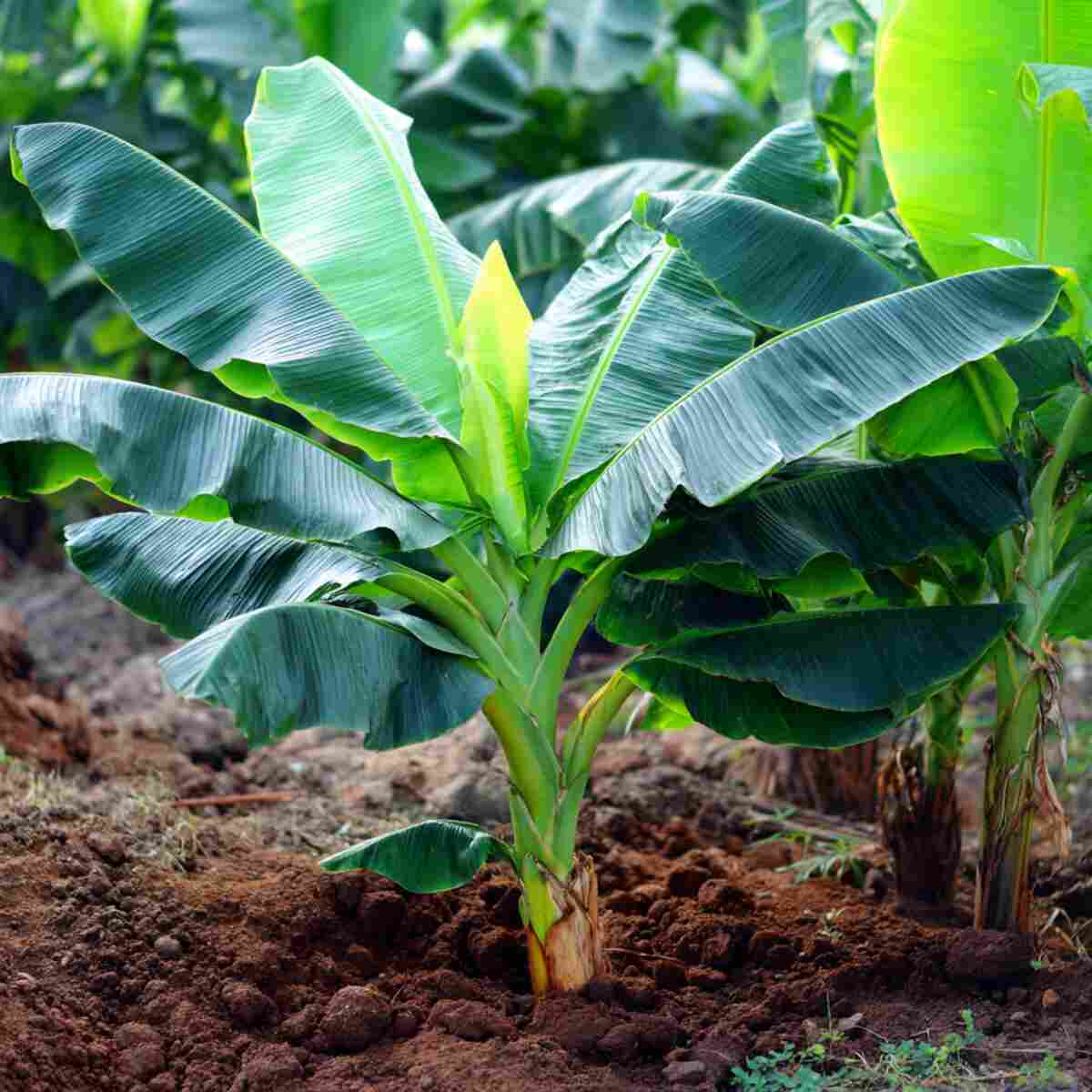 Banana Plant Fertilizer Mix
