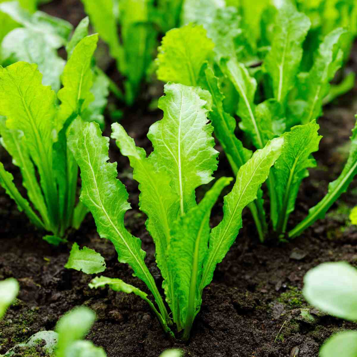 Endive