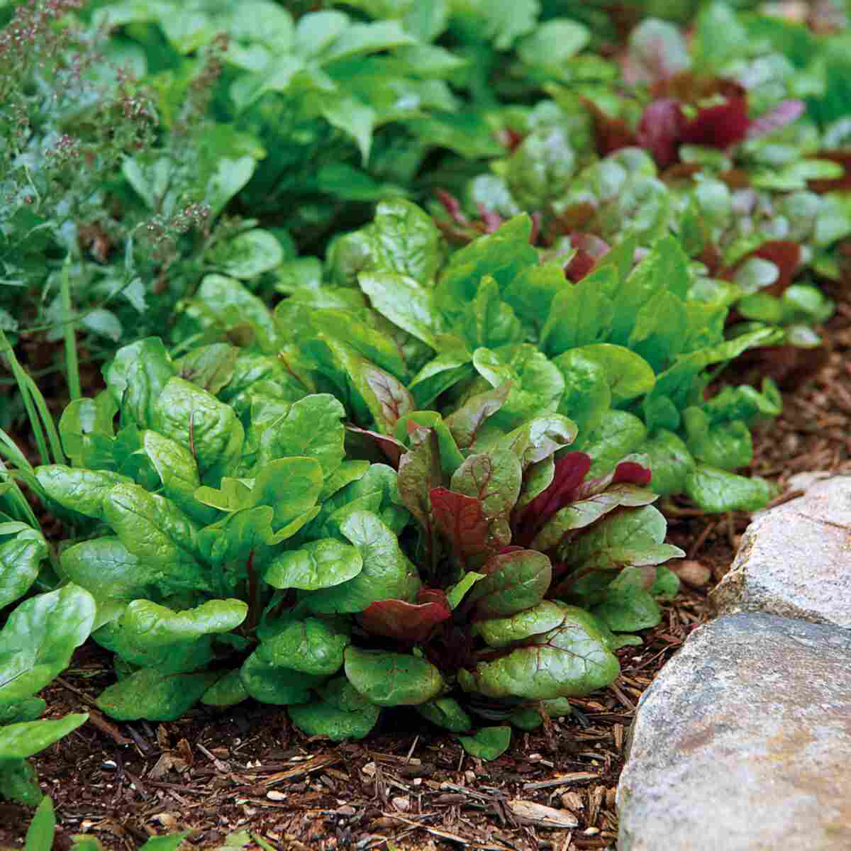 Sorrel