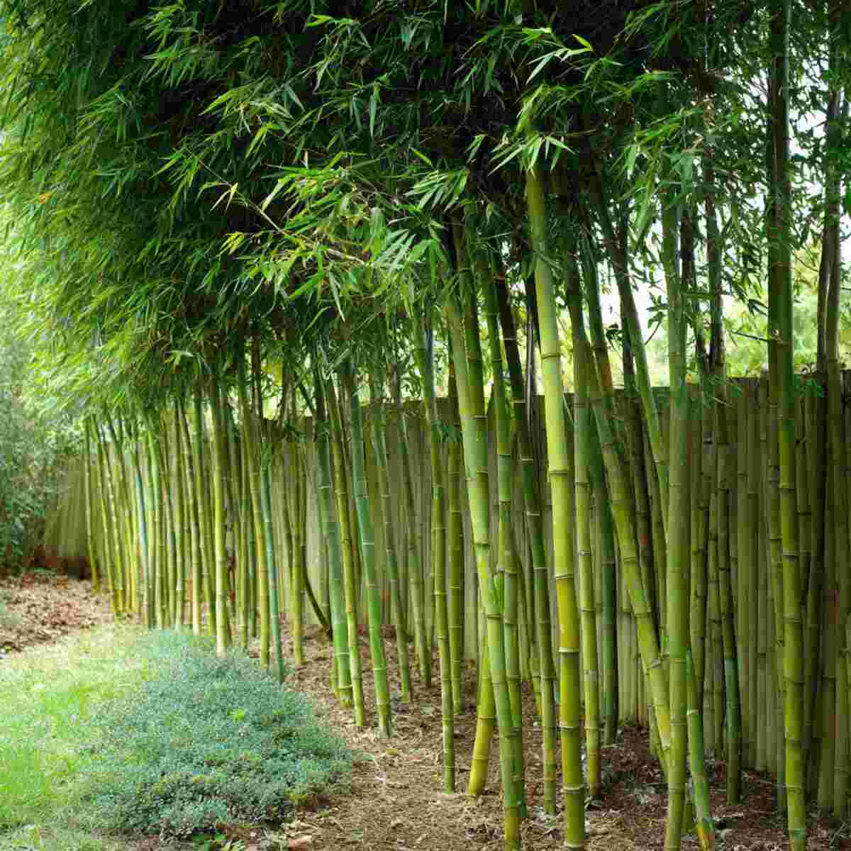 Bamboo Groves