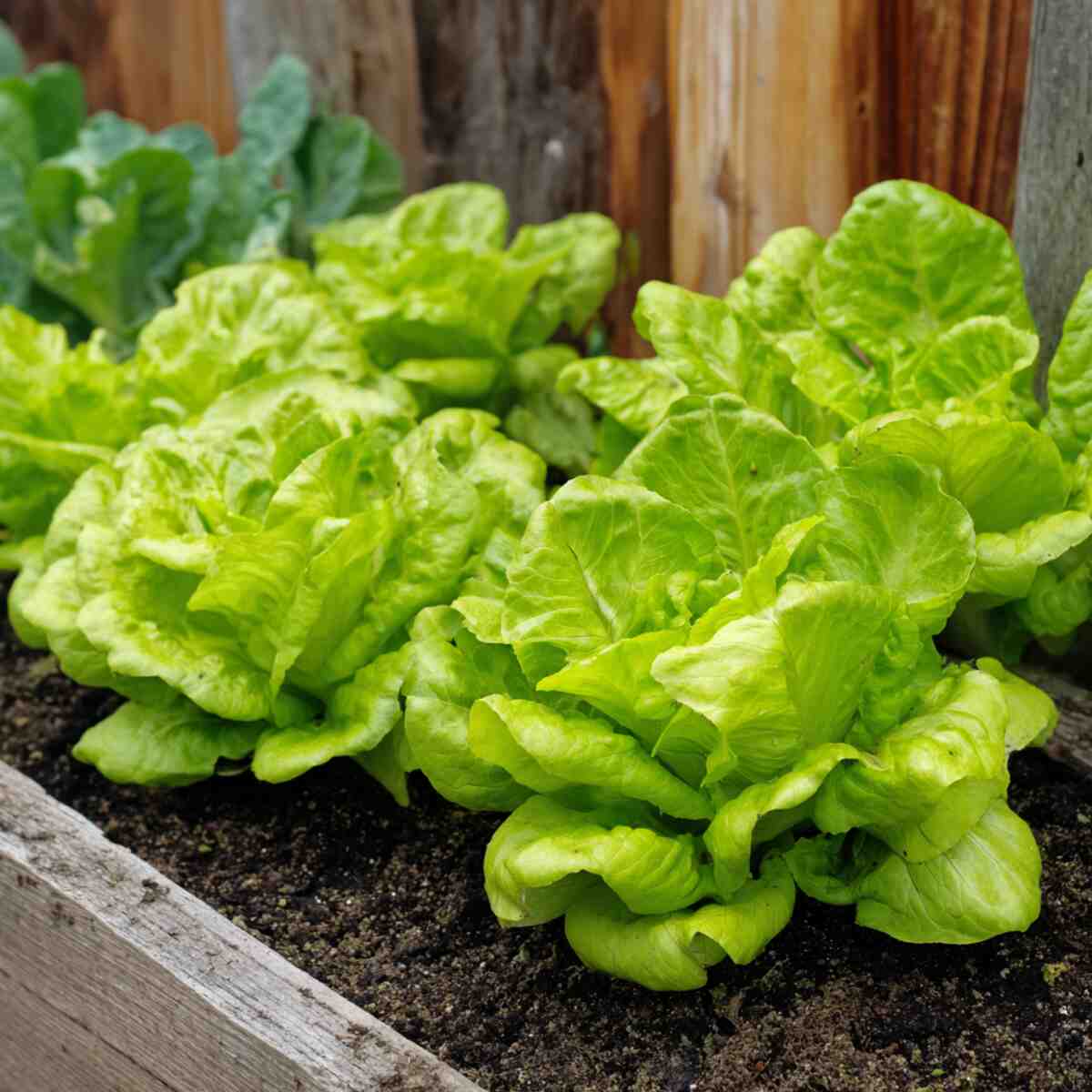 Lettuce