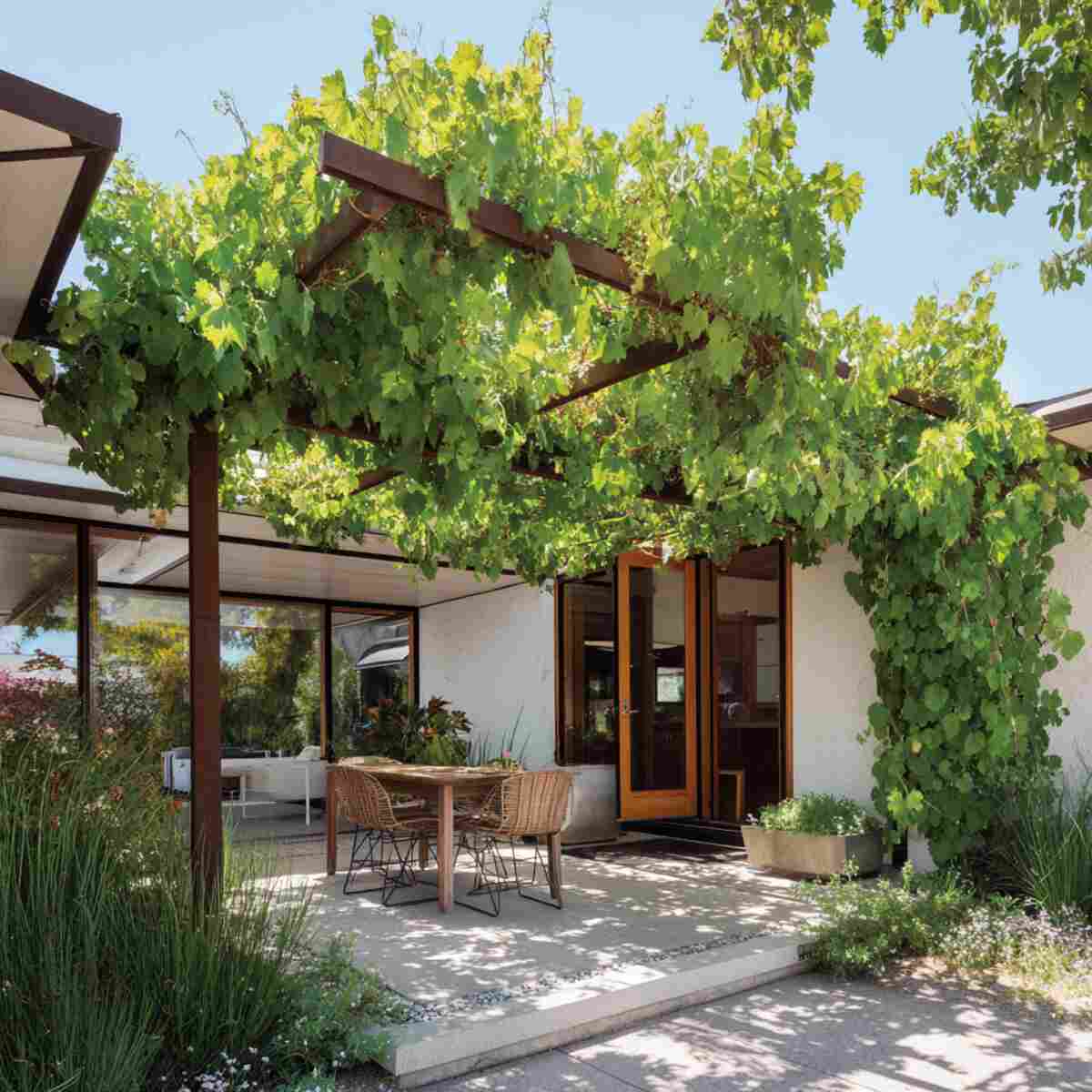 Modern Metal Pergola with Grapevines