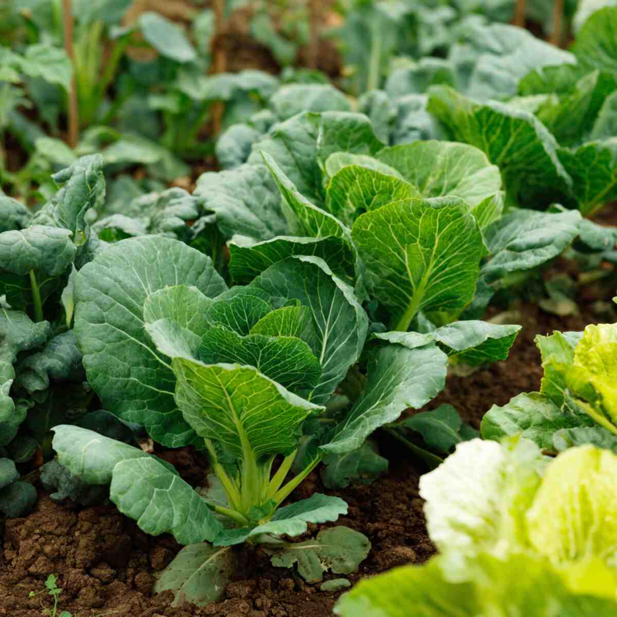 Nitrogen-Rich Leafy Greens Booster