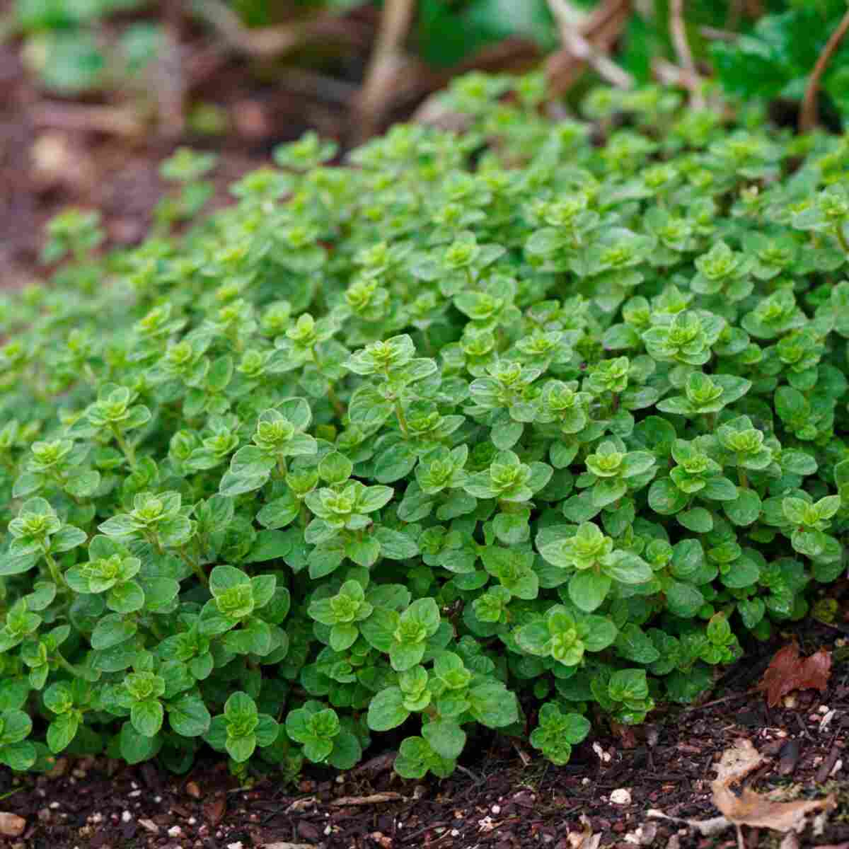 Oregano