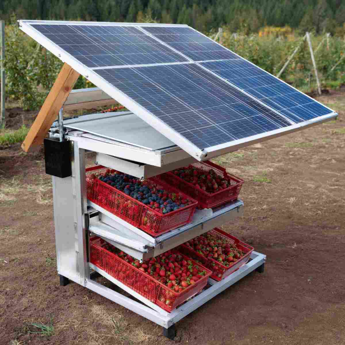 Solar-Powered Fruit Dehydrator Station