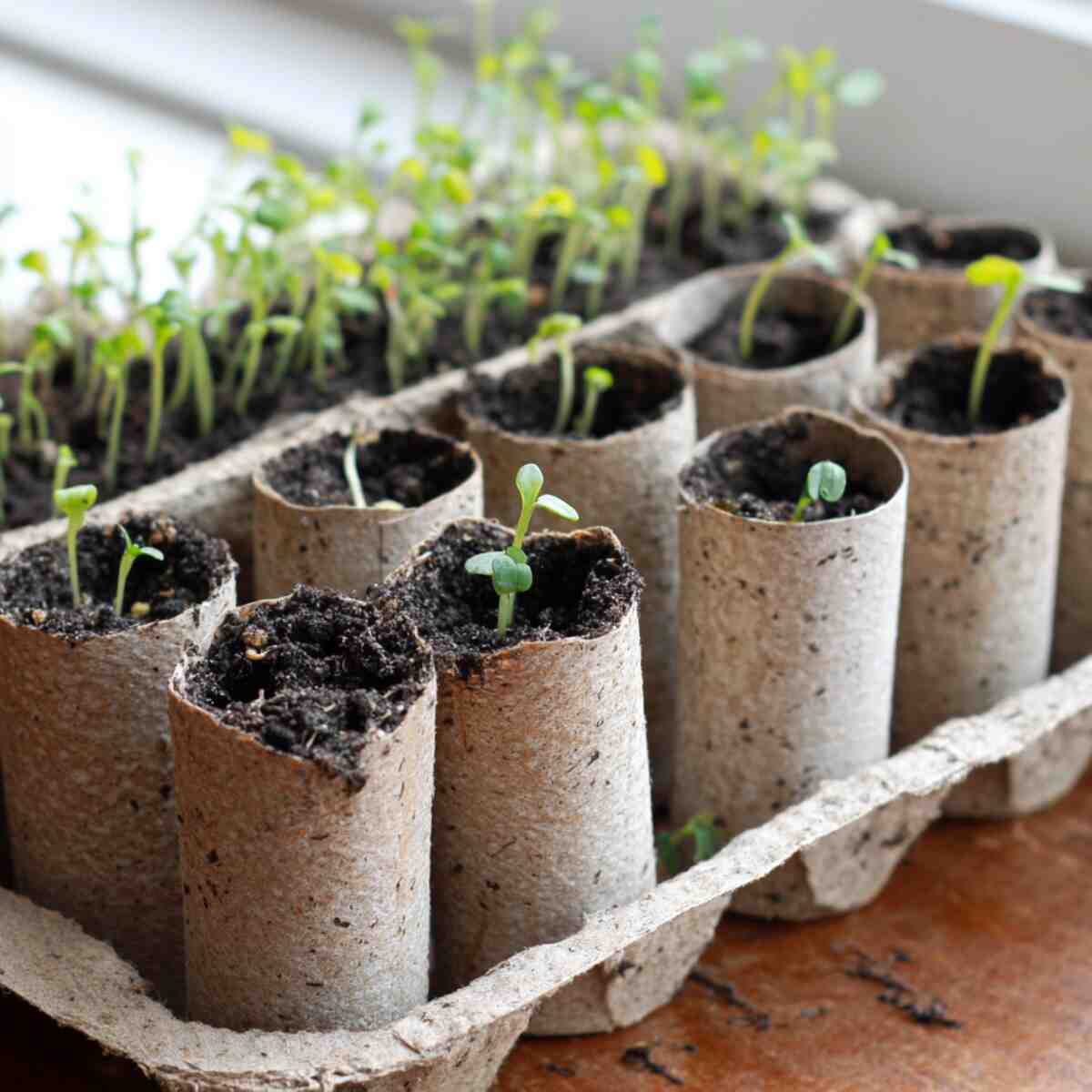 Start Seeds in Toilet Paper Rolls