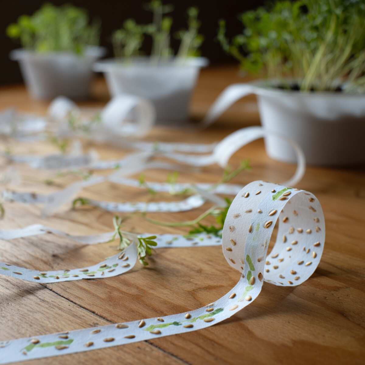 Toilet Paper Seed Tape