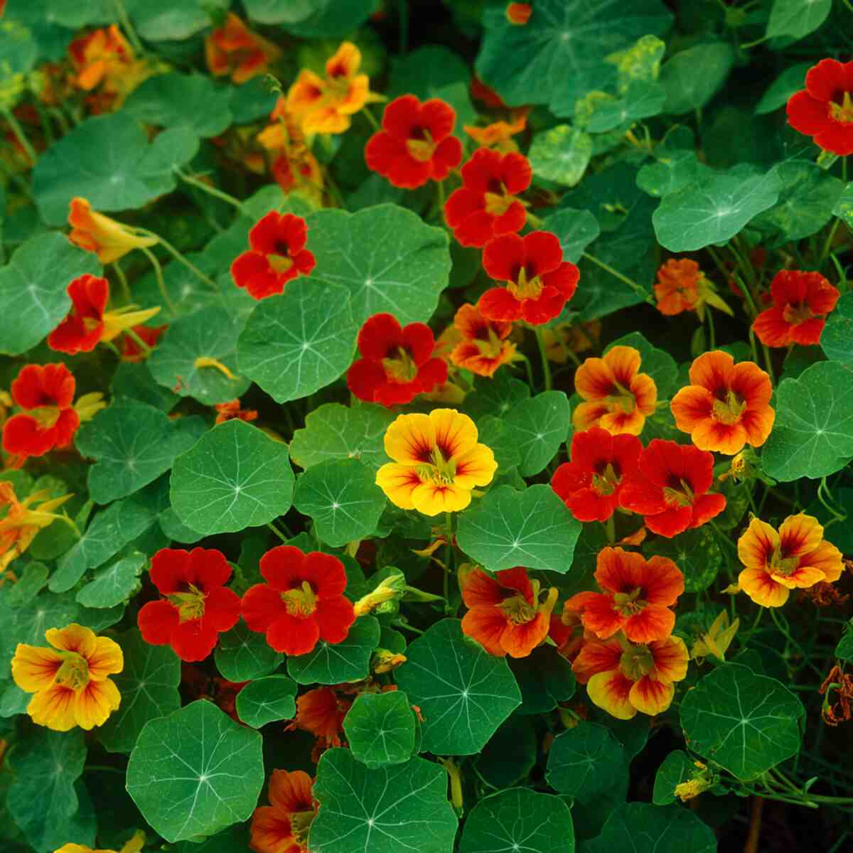 Nasturtium