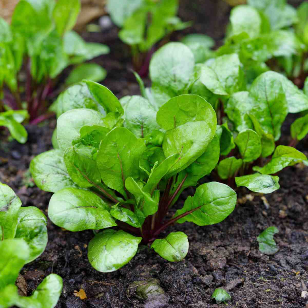 Sorrel