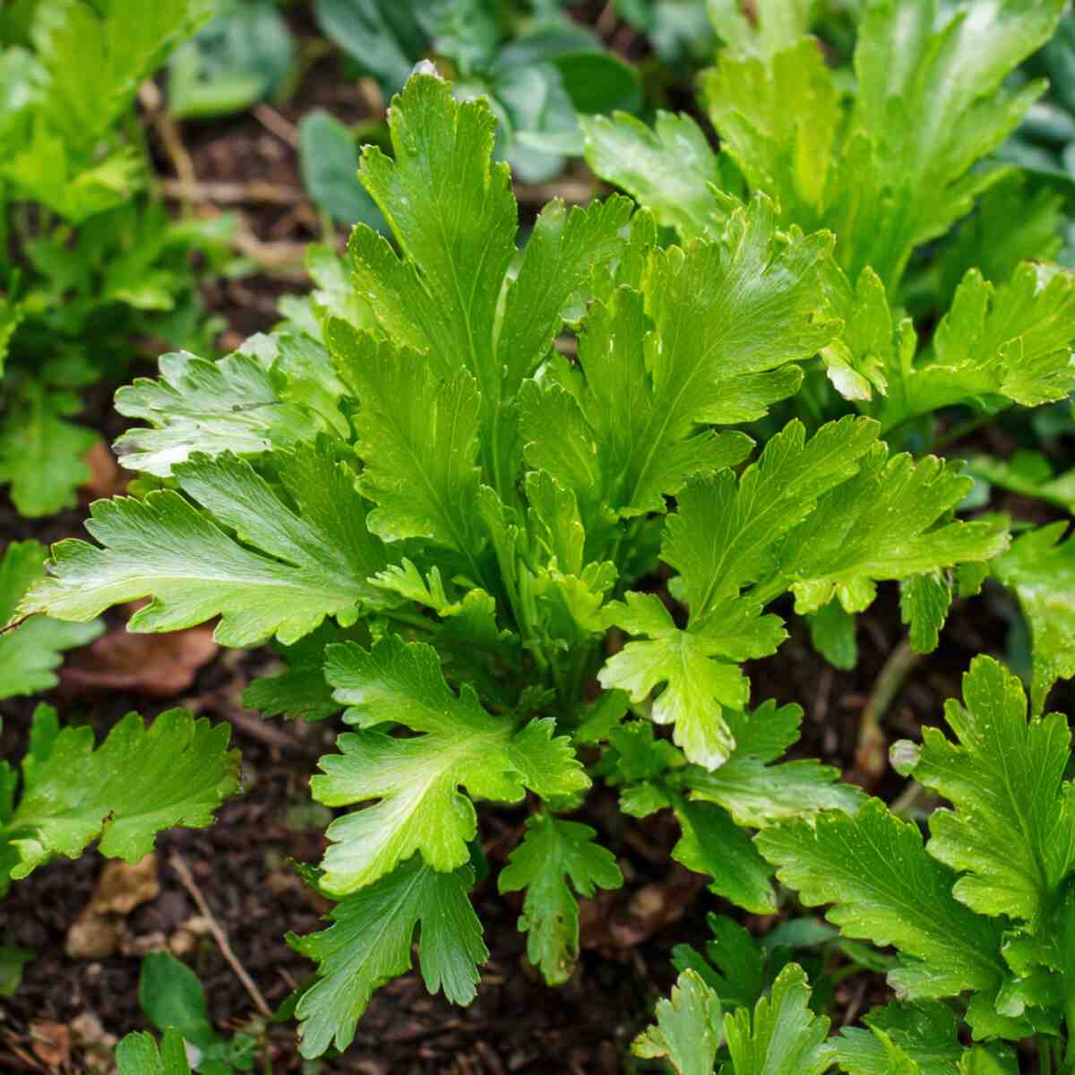 Chrysanthemum Greens (Shungiku)
