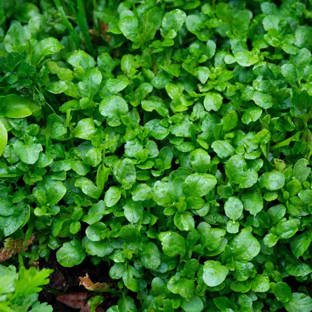 Watercress (Damp Areas)