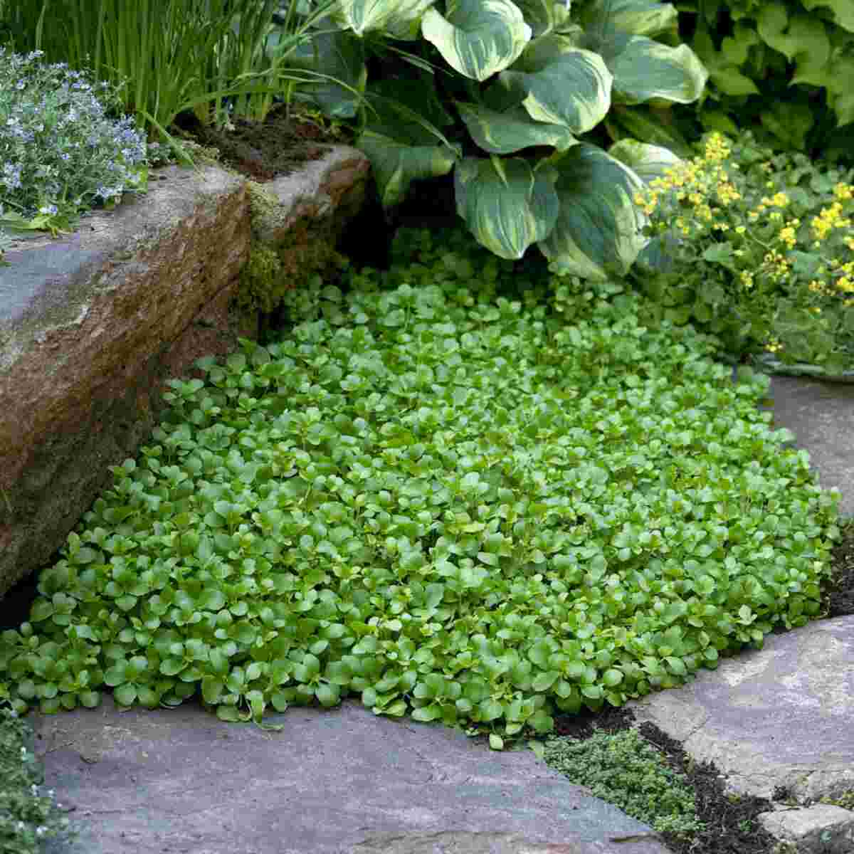 Miner’s Lettuce