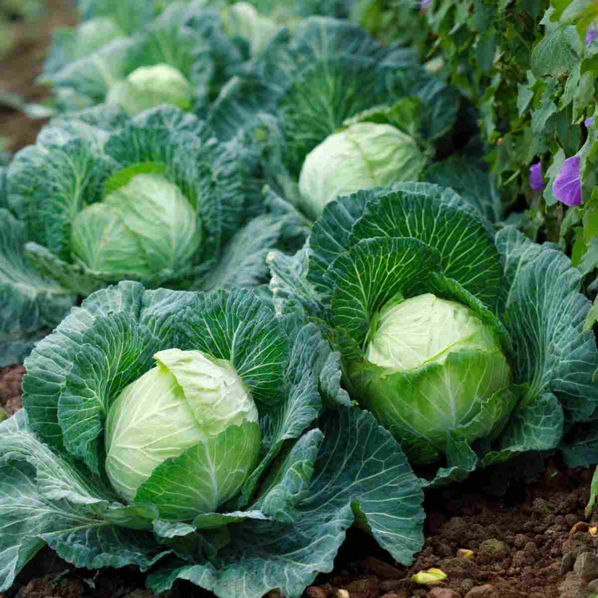 Cabbage