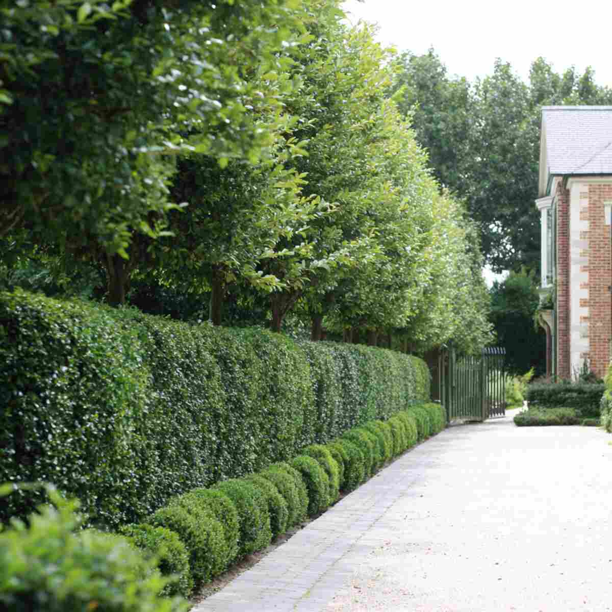 Hedge Rows (Boxwood, Privet)