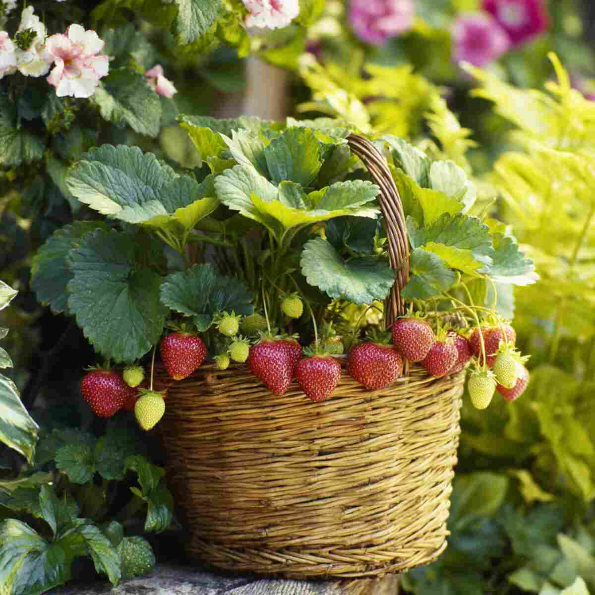 Strawberry Basket