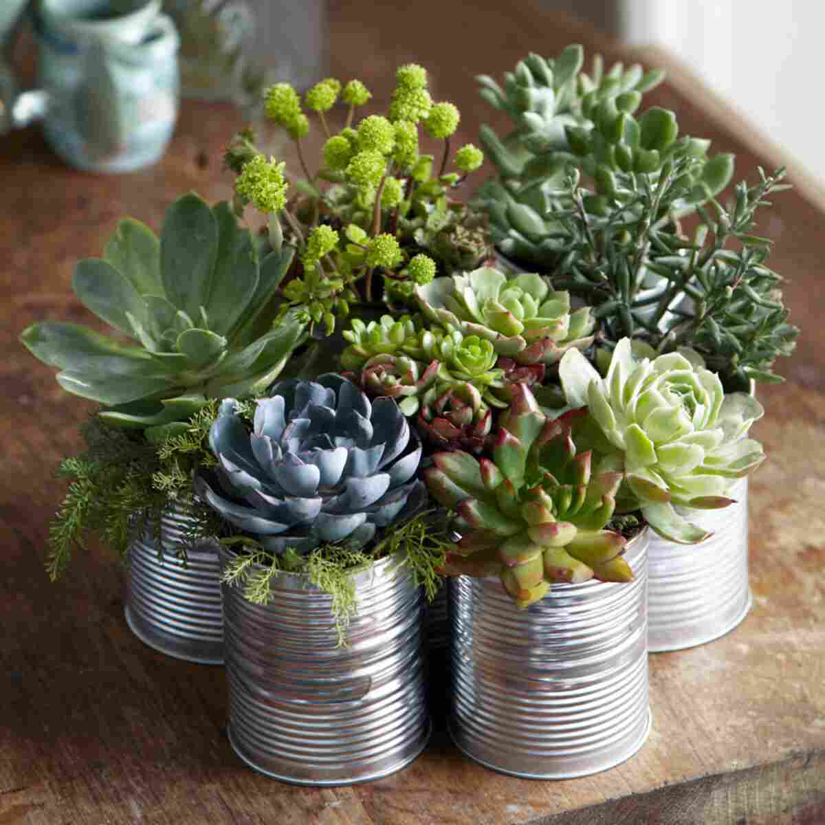 Succulent Arrangement in Small Tin Cans