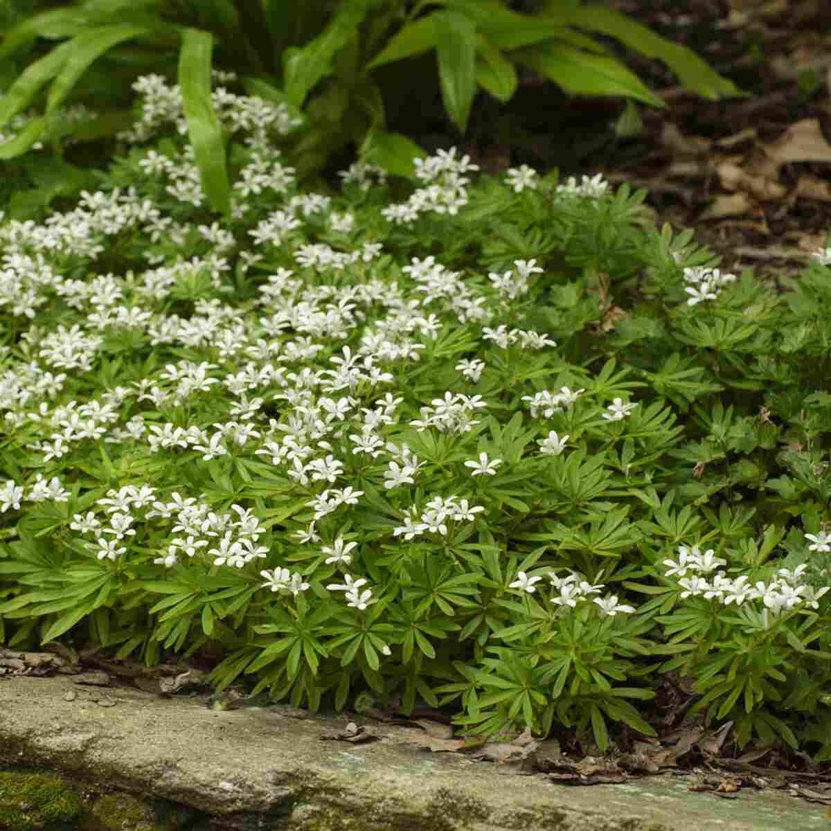 Sweet Woodruff