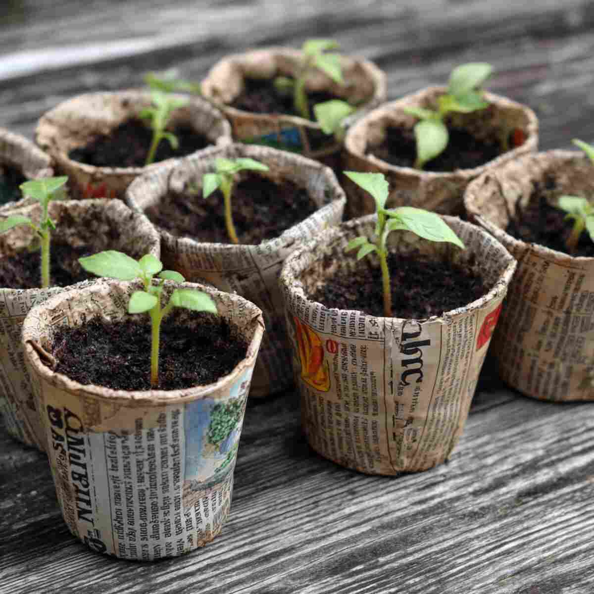 Use Newspaper Pots for Seedlings