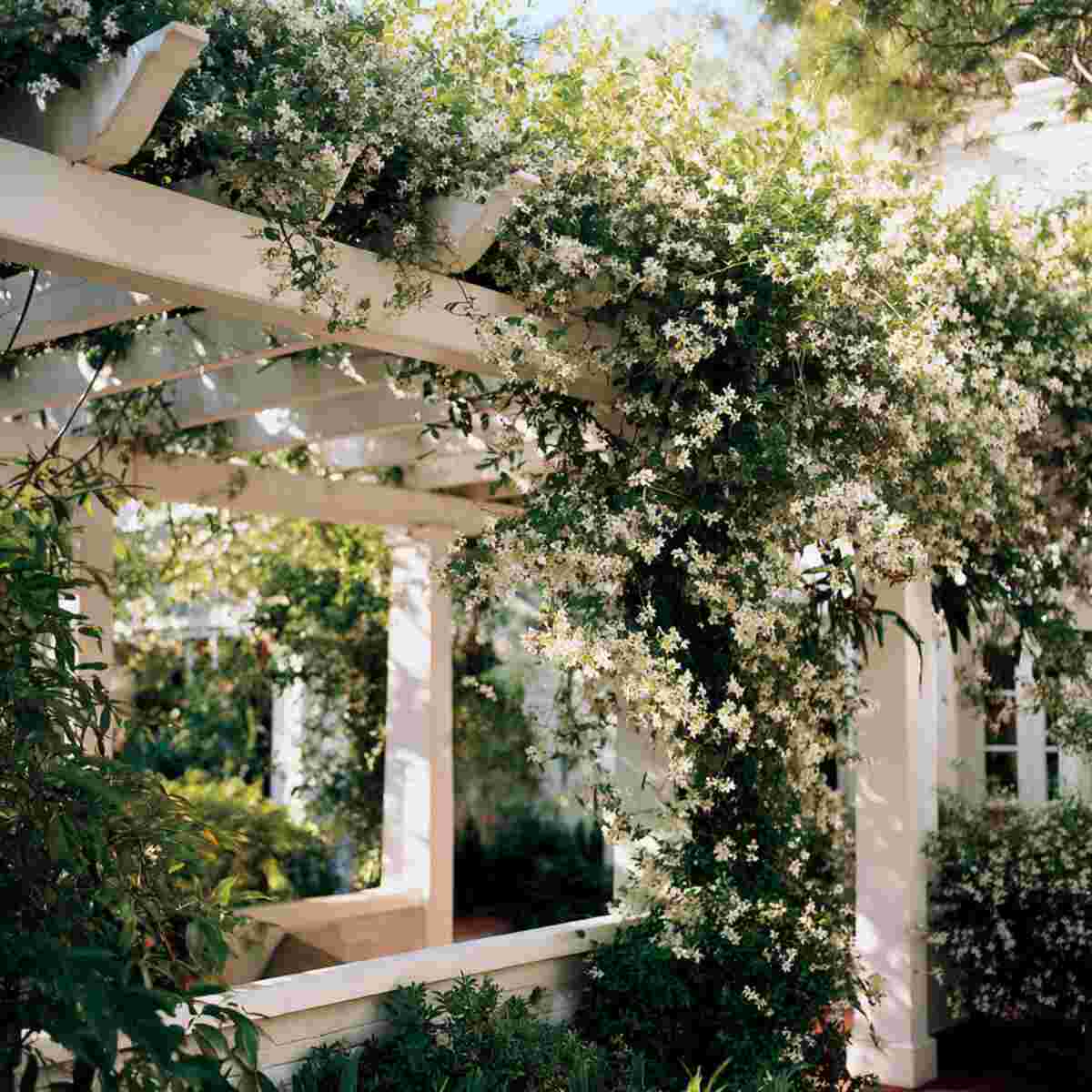 White-Painted Pergola with Jasmine Vines