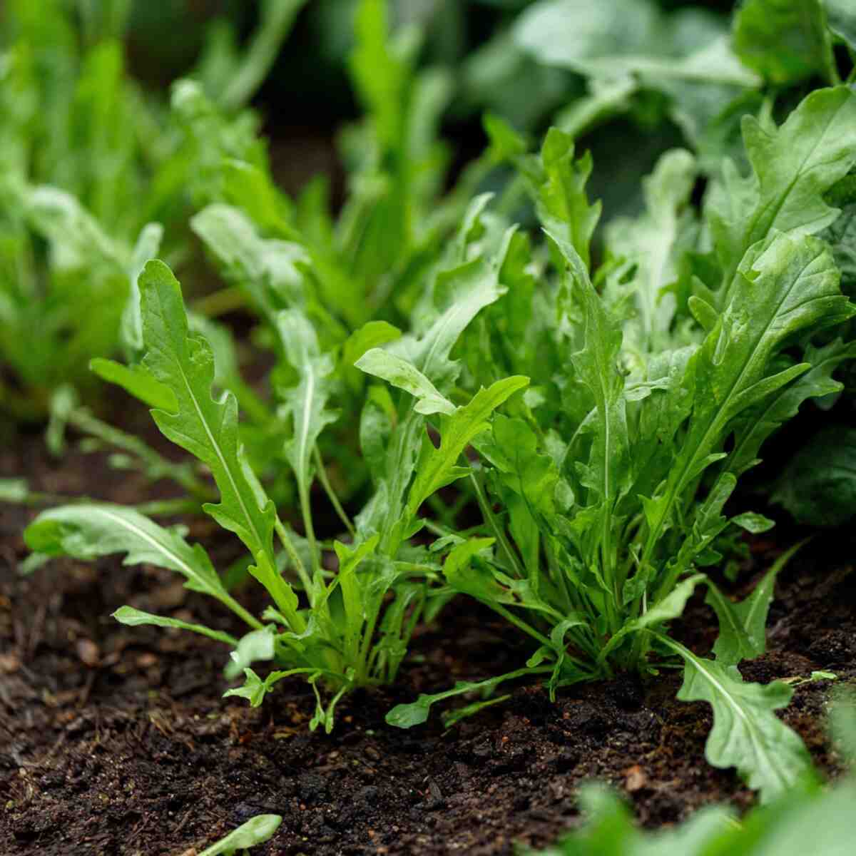 Green Onions (Scallions)