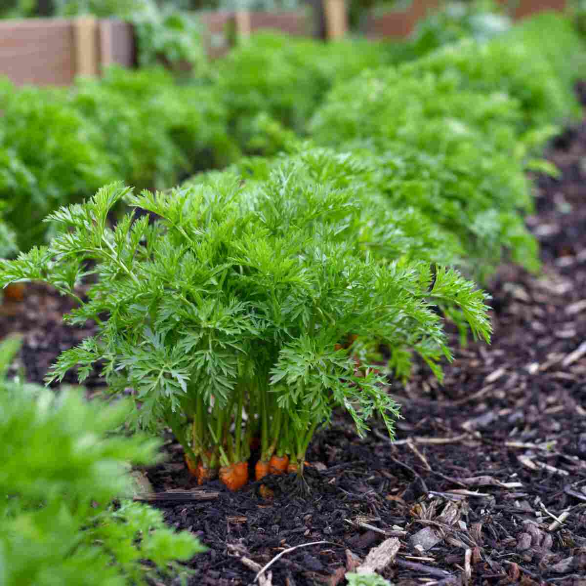 Carrots
