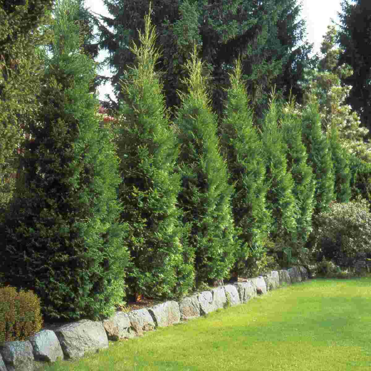  Conifer Trees (Pine, Spruce)
