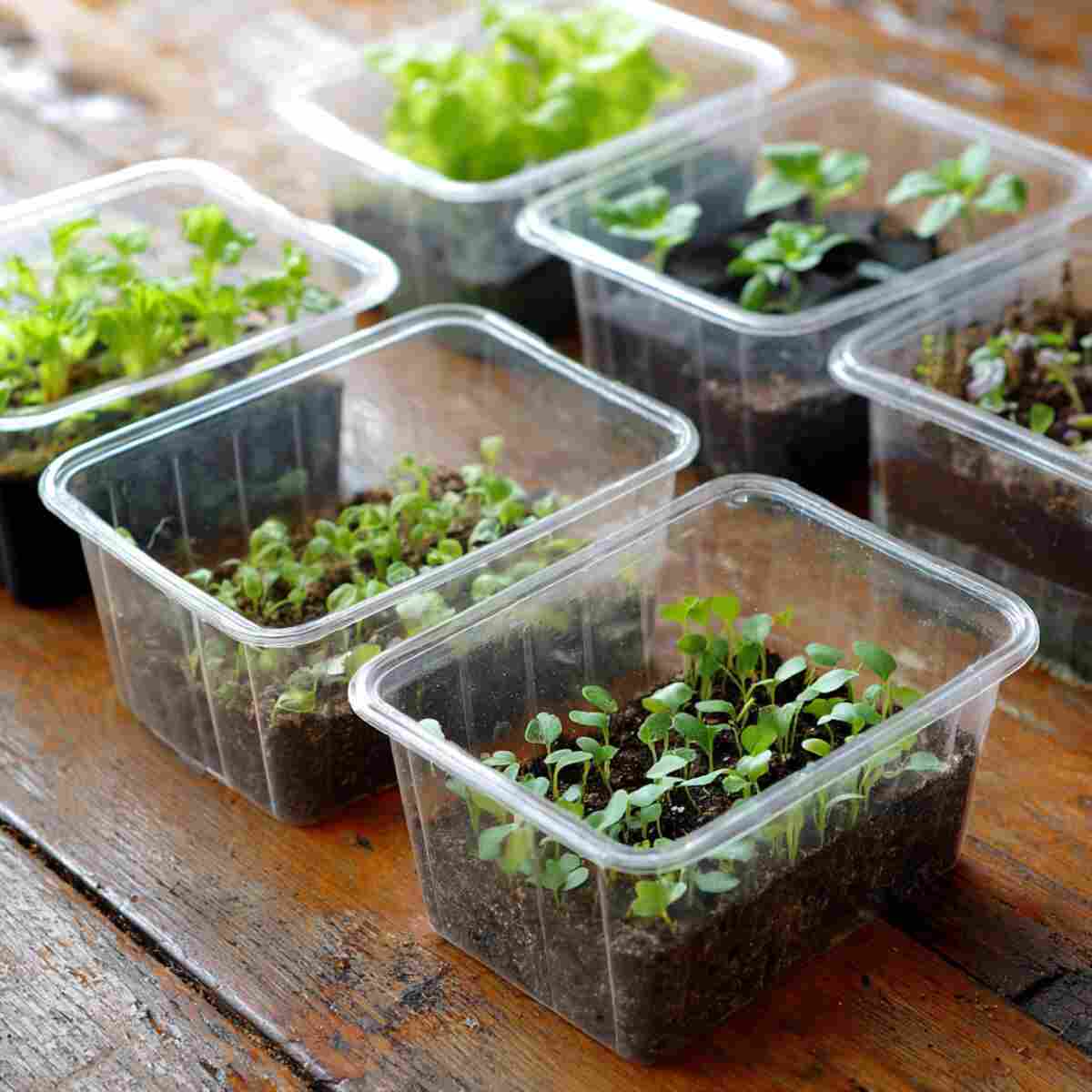Repurpose Plastic Food Containers as Mini Greenhouses
