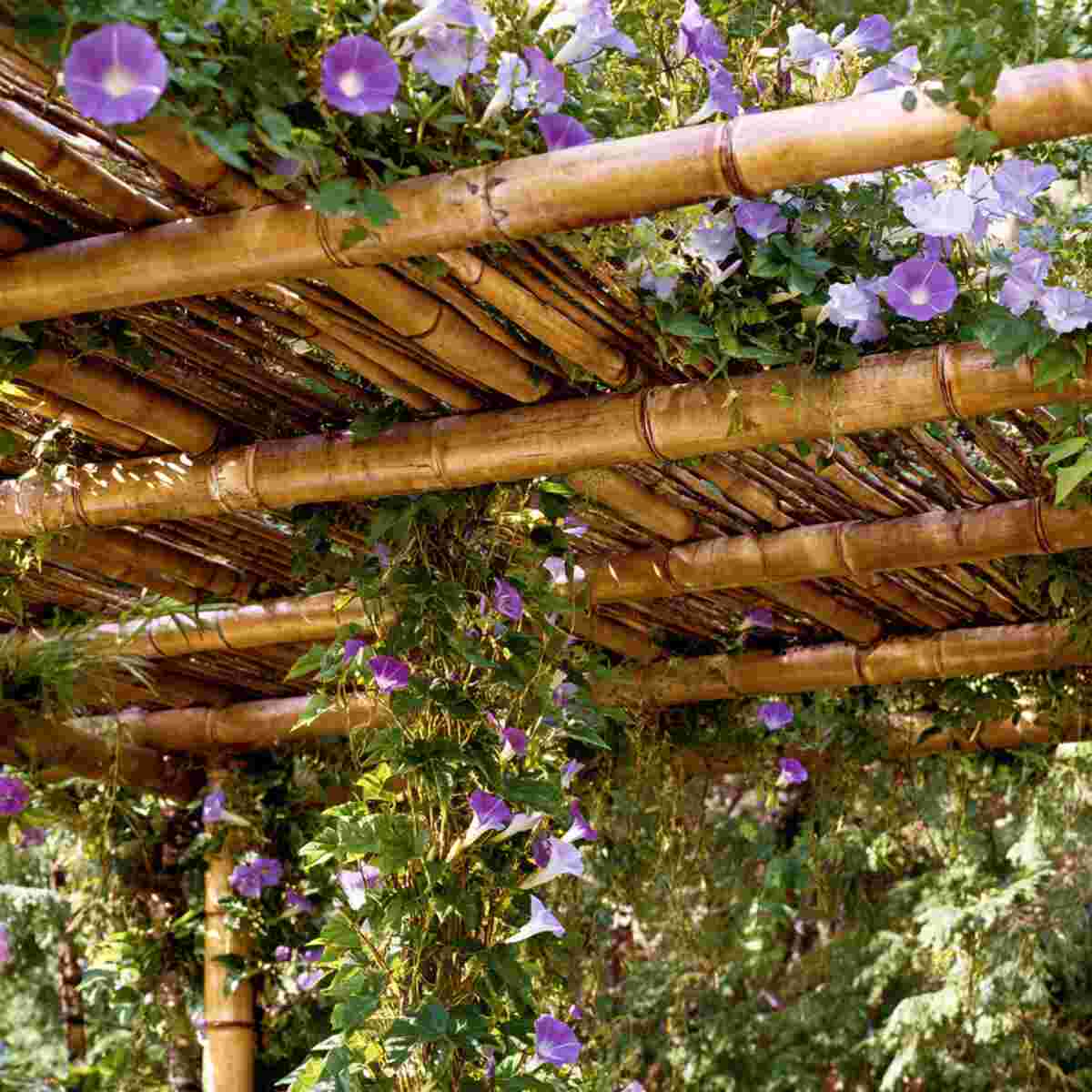 Bamboo Pergola with Morning Glories