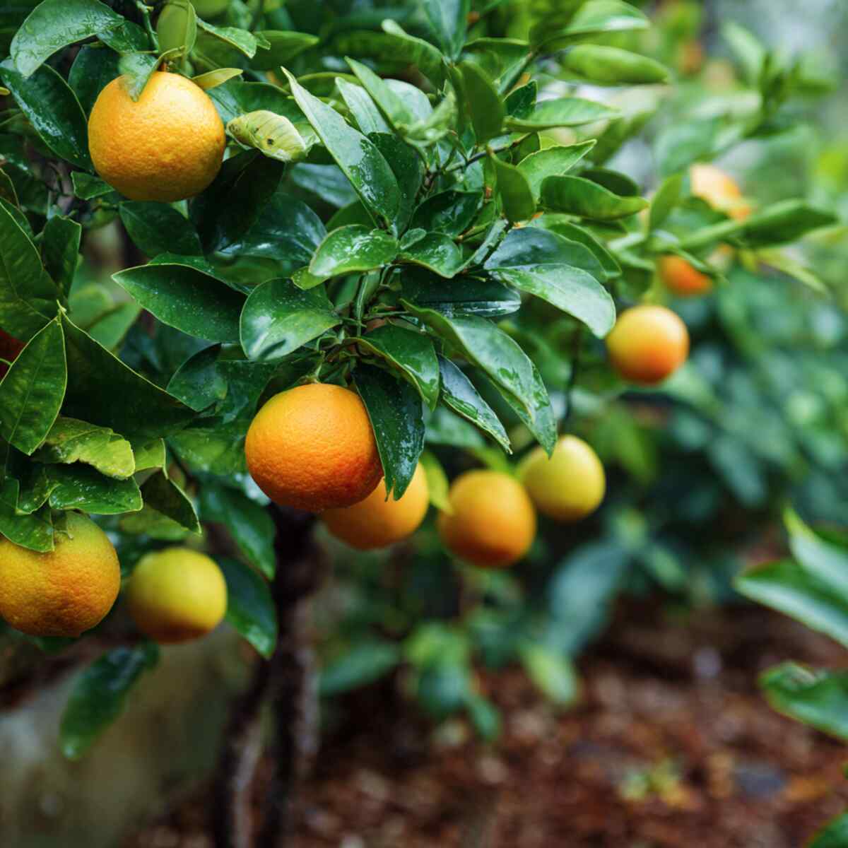Citrus Tree-Specific Nutrient Mix