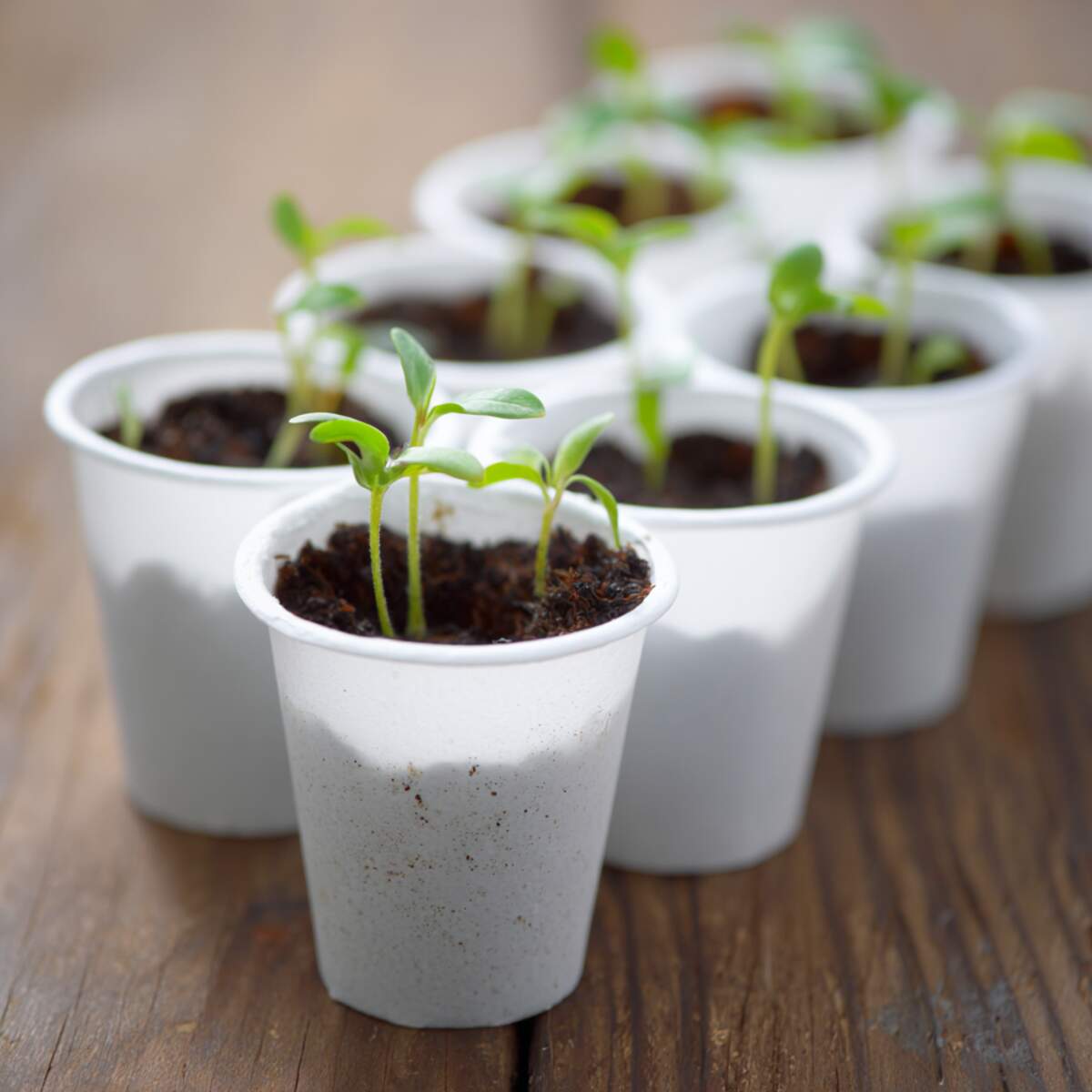 Grow Seeds in Yogurt Cups