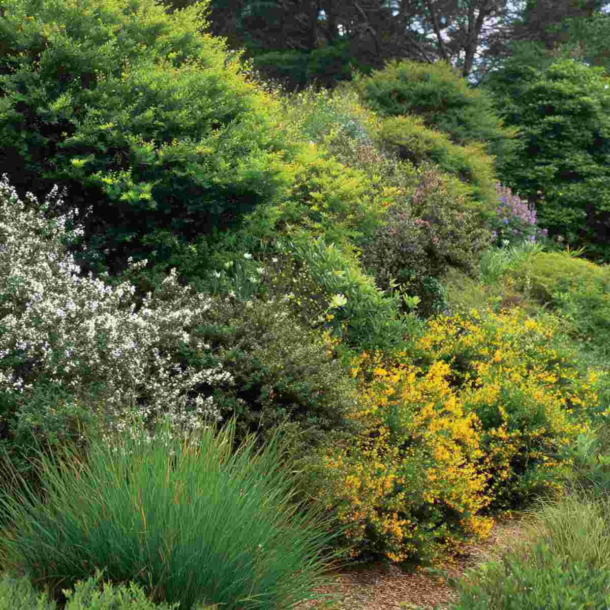 Mixed Native Shrubs
