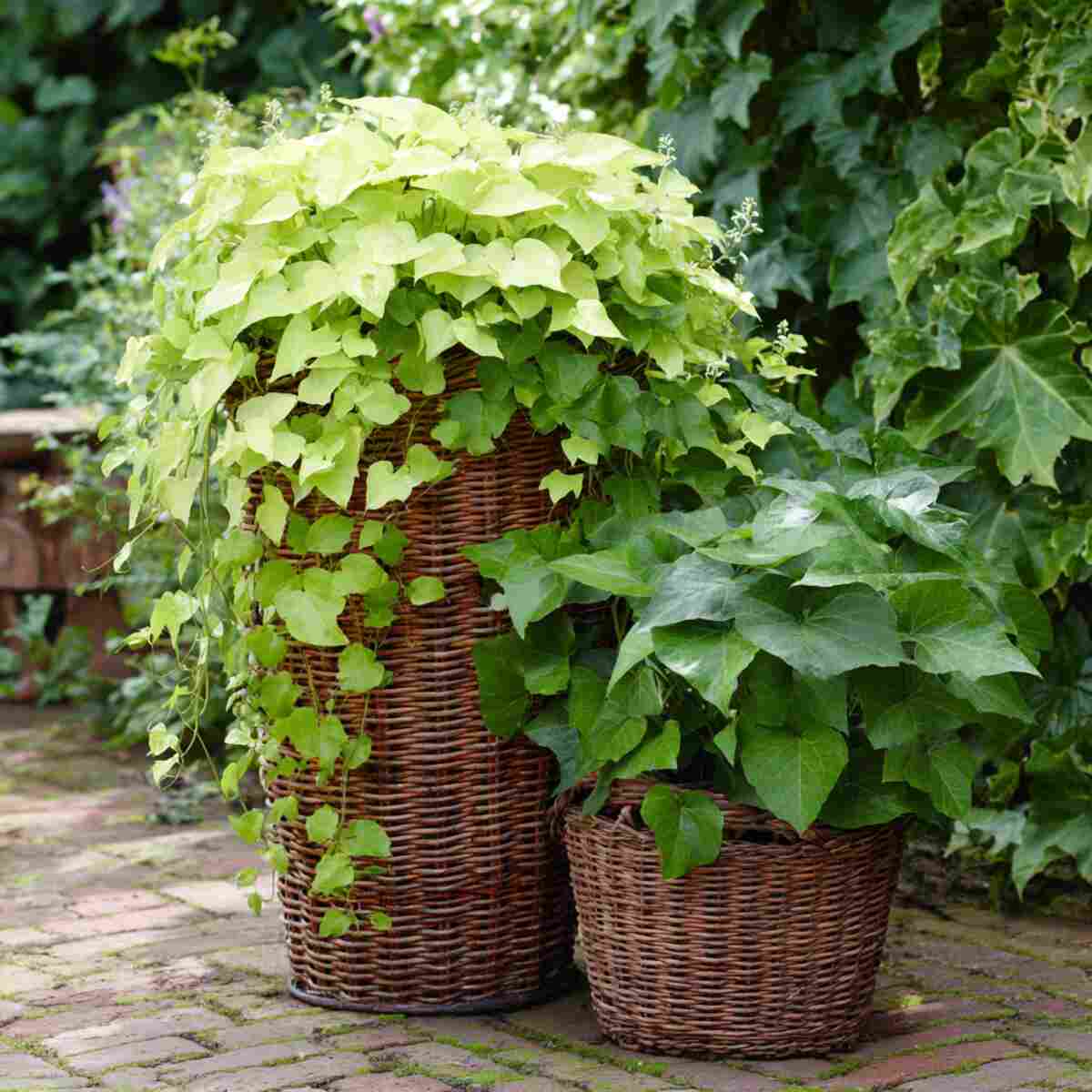 Trailing Plants (Ivy, Sweet Potato Vine)