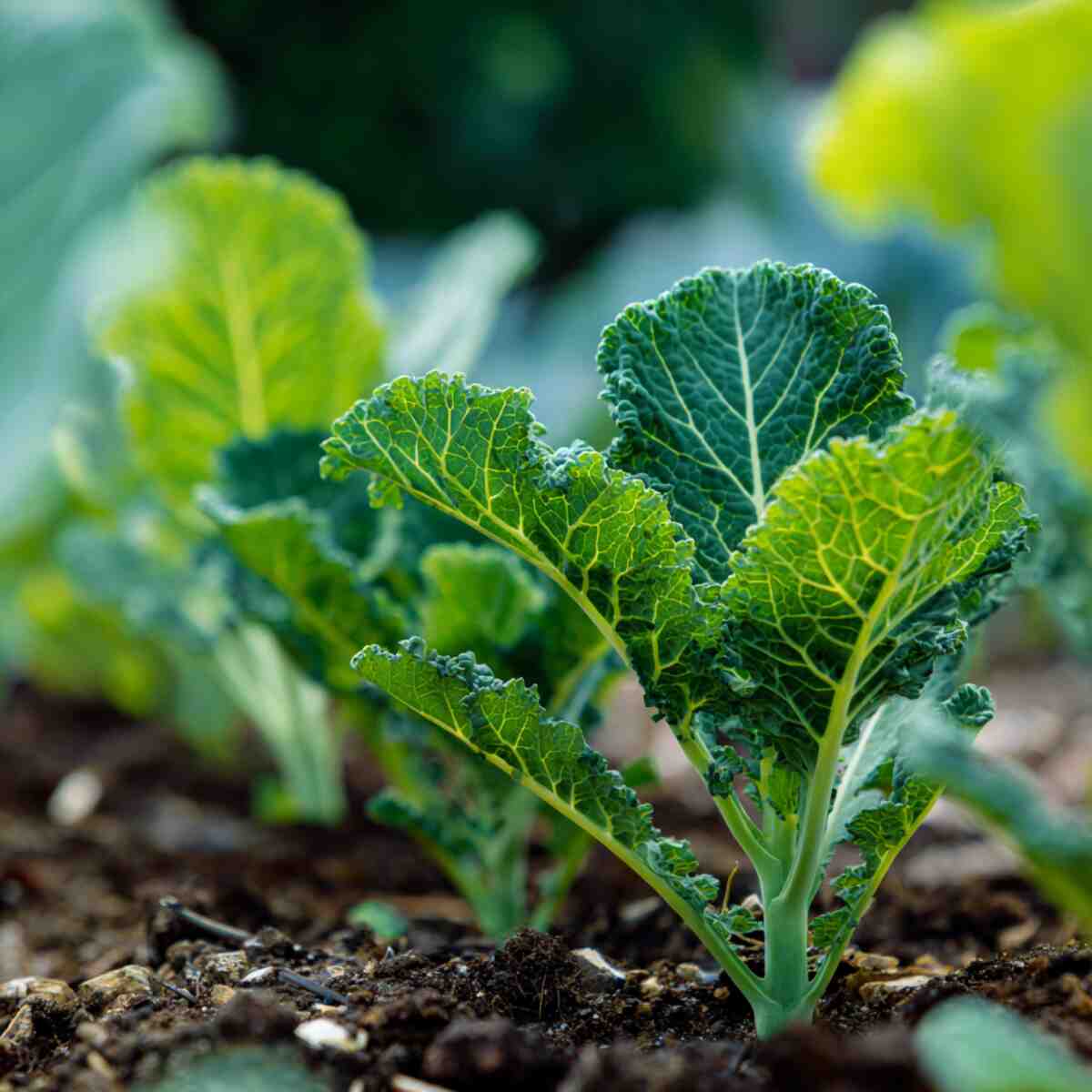 Baby Kale