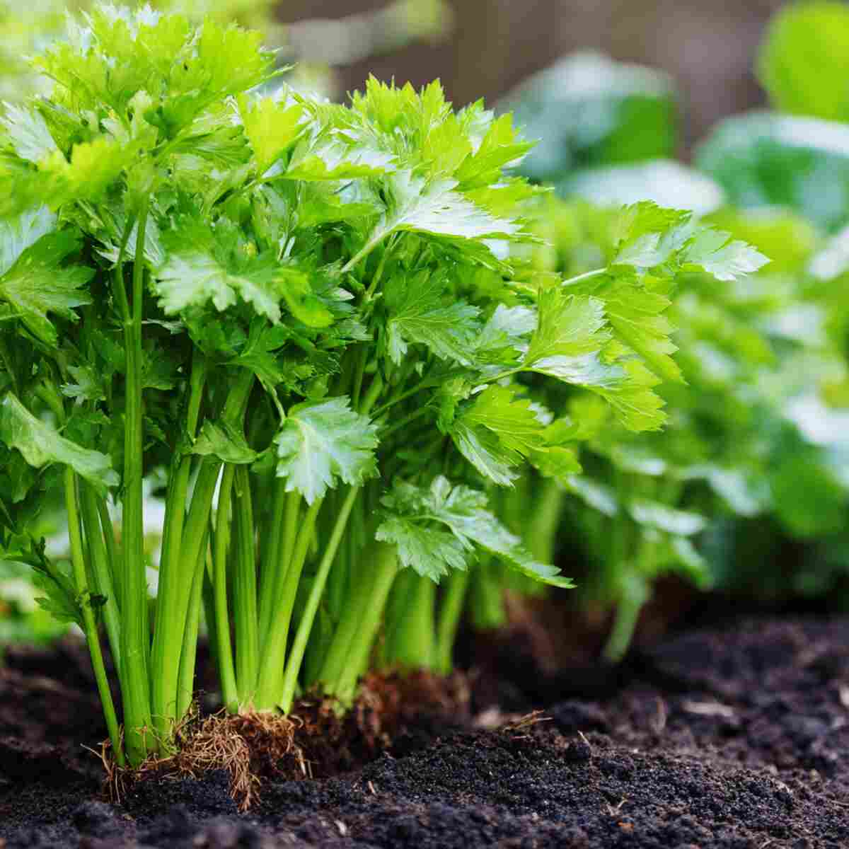 Celery