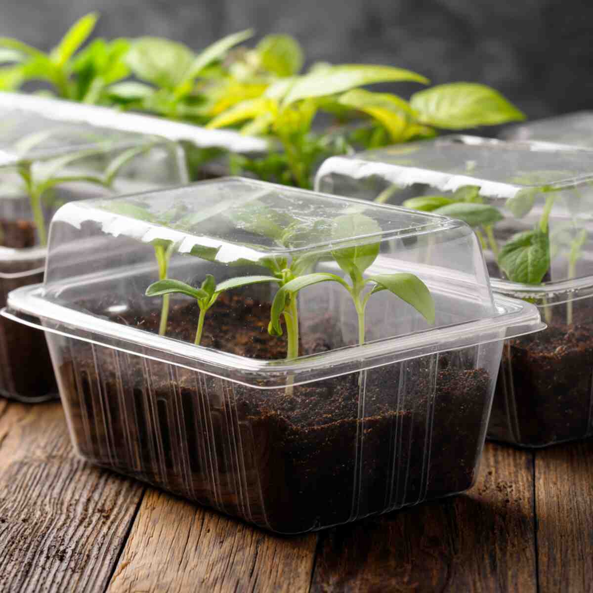 Use Clear Clamshell Containers for Humidity Domes