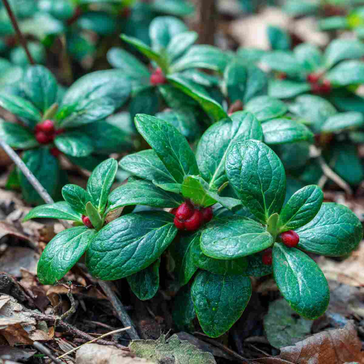 Wintergreen