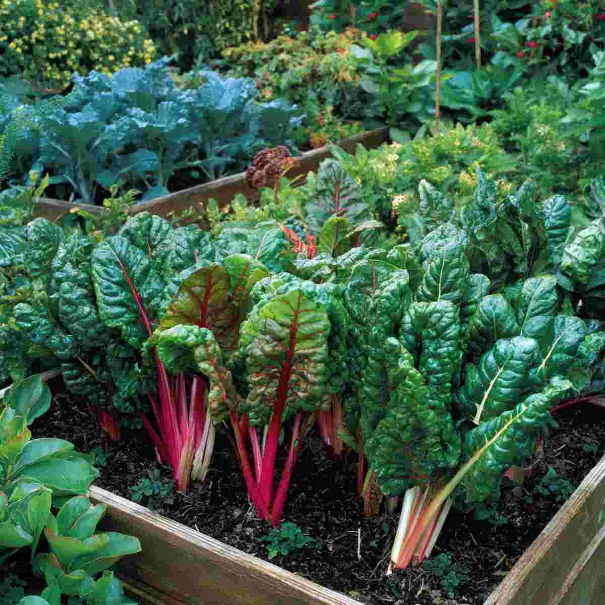 Chard