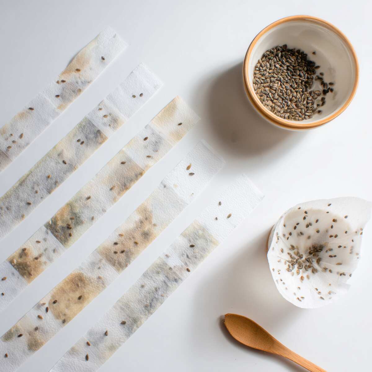 Coffee Filter Seed Tape