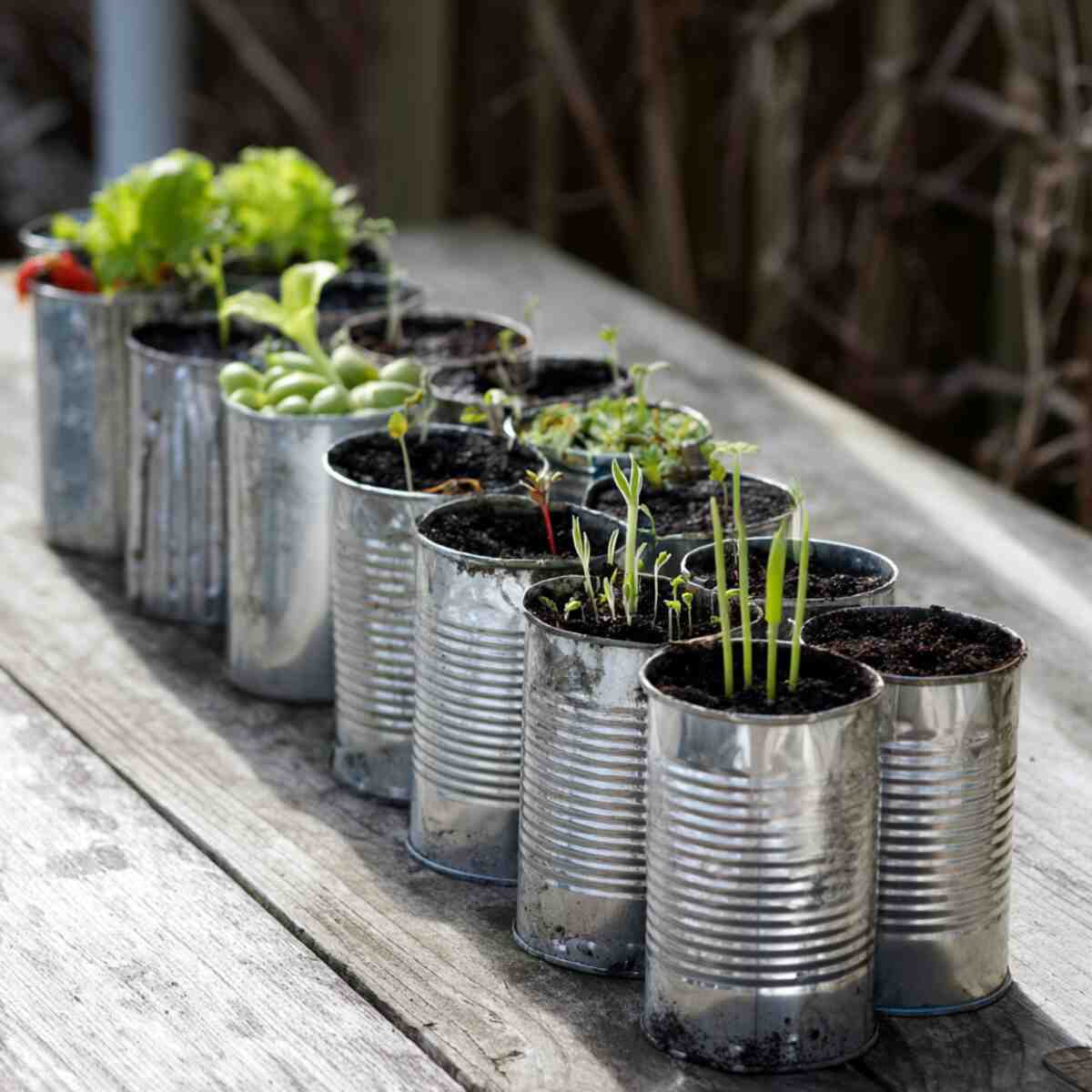 Reuse Tin Cans as Seed Planters