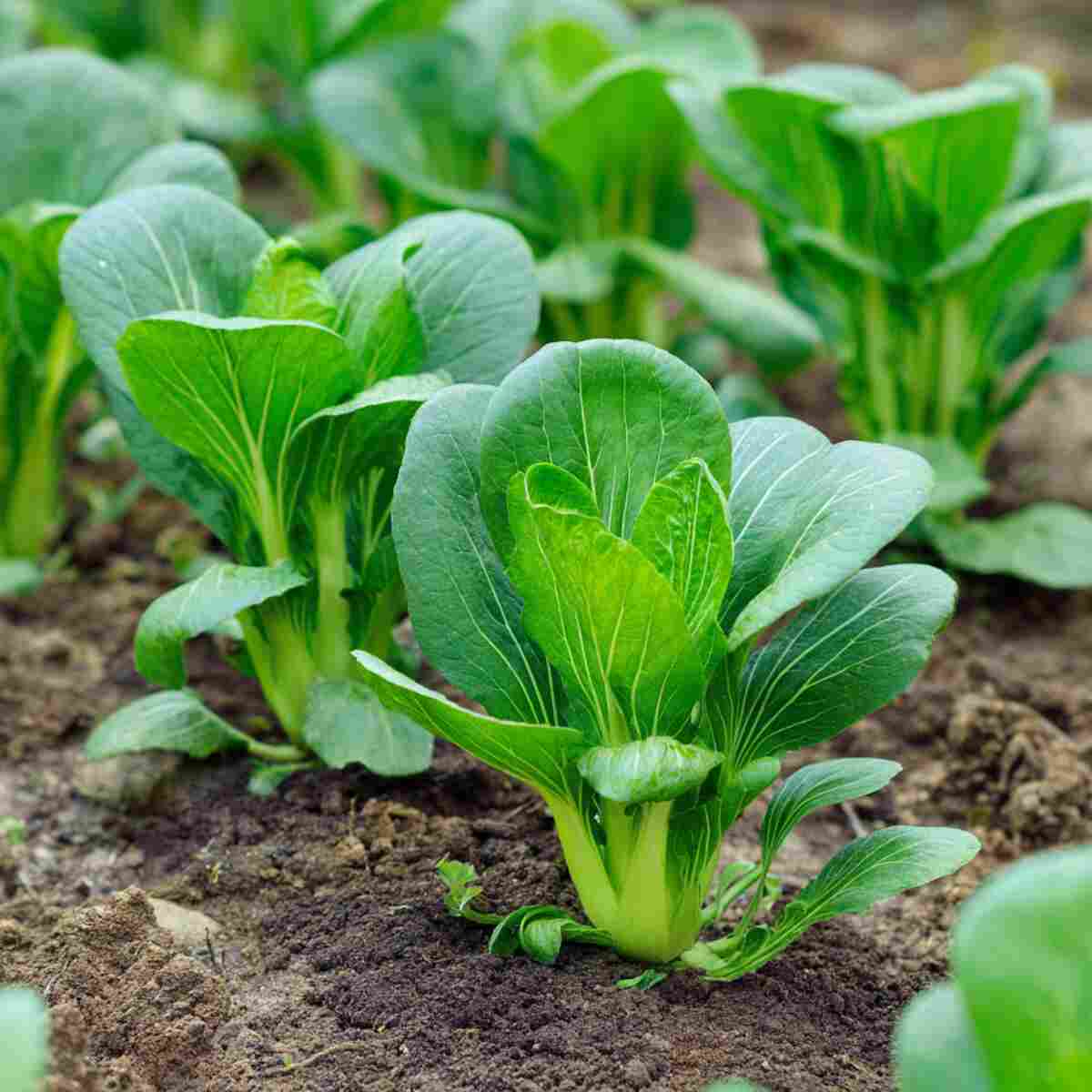 Bok Choy (Baby)