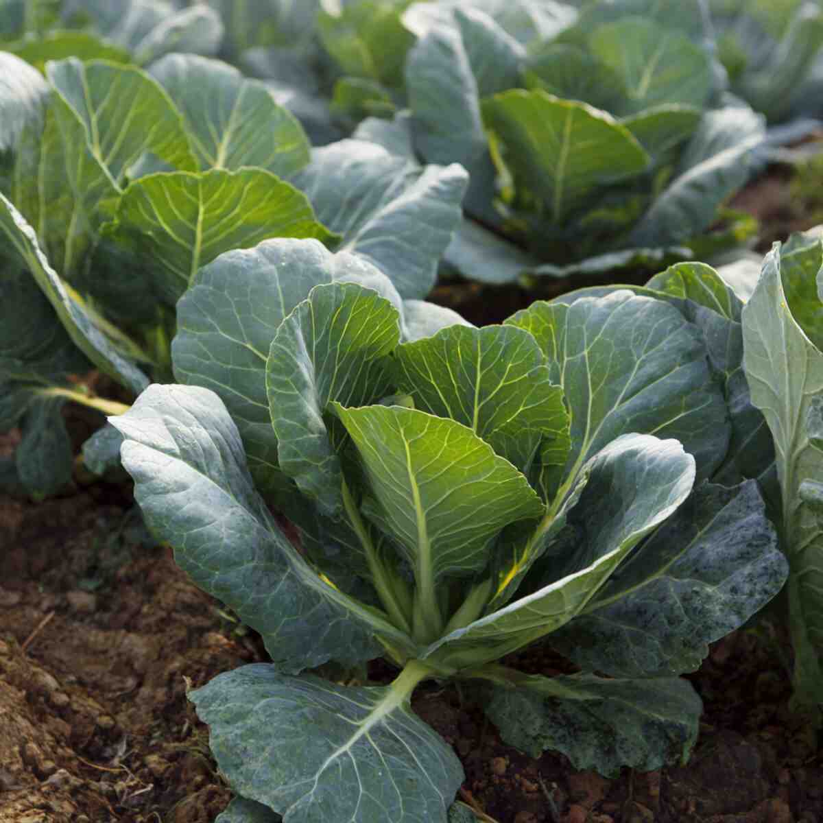 Collard Greens